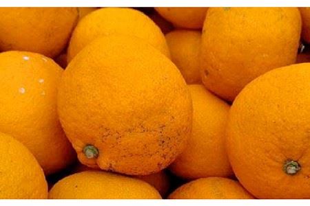 【糸島飲み比べ】糸島純米70 720ml・糸島芋焼酎900ml・いとしま甘夏の酒720ml《糸島》【蔵屋】 [AUA010] お酒 飲み比べ 芋焼酎 純米酒 濁り酒 ギフト 酒 さけ のみくらべ