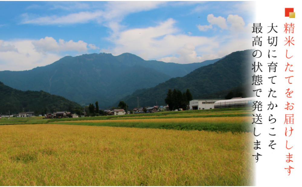 【令和７年産 新米】【お米定期便/全１２回】南魚沼産コシヒカリ　無洗米５ｋｇ＜５割減農薬栽培米＞城内農産