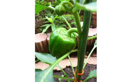 先行予約 農家直送！ ピーマン 1kg 野菜 料理 ピーマン