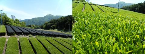 ひのきの香りとともに味わう大和紅茶(やまとこうちゃ)