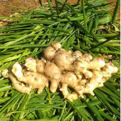 
            新生姜　約4kg【1463323】
          