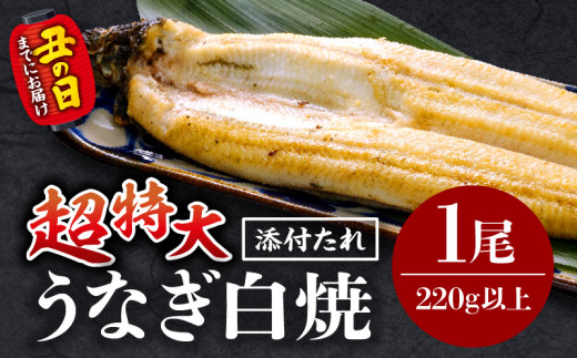 《丑の日までにお届け予定(7月1日～7月19日)》うなぎ白焼(超特大サイズ) 1尾_M069-025-U1
