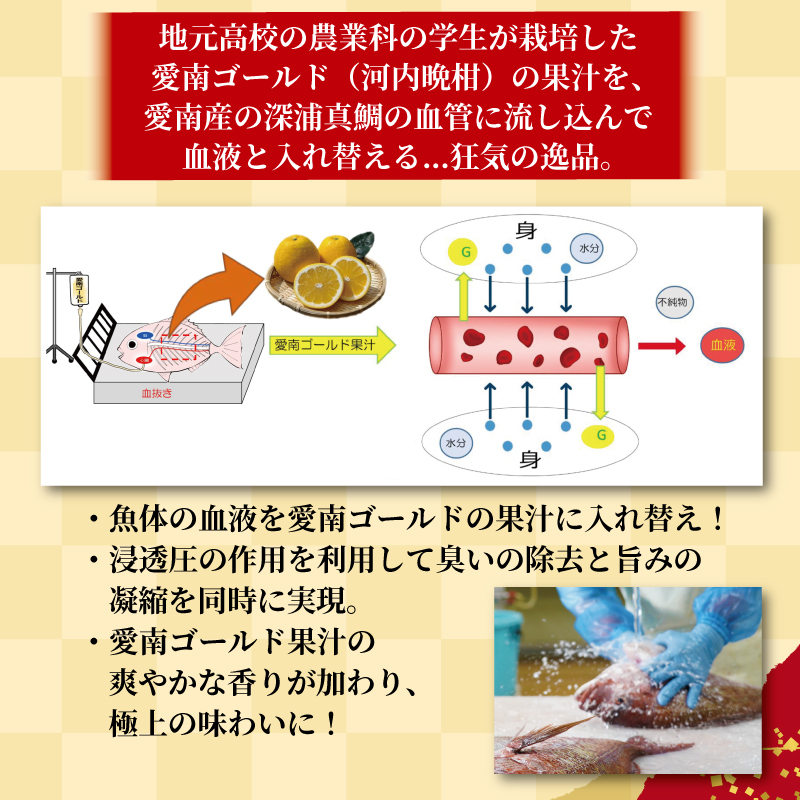 【チョイスアワード大賞受賞】【ESSEグランプリ金賞受賞】 訳あり 愛南ゴールド 真鯛 合計約 500g 刺身用柵 ＋ 鯛カマ 藻塩 付き タイ 河内晩柑 みかん 柑橘 不揃い 小分け 真空パック 鯛