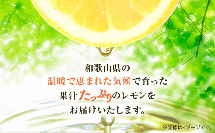 【先行予約】【秀品】紀州 有田産 レモン 約2.5kg 魚鶴商店《3月上旬-3月中旬頃出荷》和歌山県 日高町 柑橘 れもん 檸檬