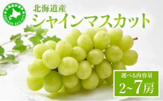 
                  【選べる内容量】シャインマスカット 2房（1kg以上）化粧箱入り or 5~7房（3kg以上）箱
                
