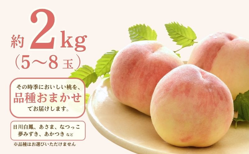 【2027年発送！ 先行予約】日本一の産地山梨県産　朝採れ桃　約２kg(５～８玉） | 厳選 品種 おまかせ もも モモ 日川白鳳 あさま なつっこ 夢みずき あかつき スイーツ ピーチ フルーツ デ