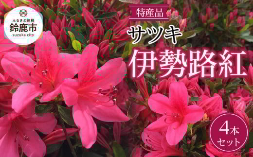 特産品 サツキ伊勢路紅 4本セット