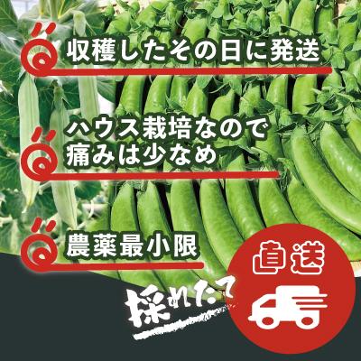 ふるさと納税 大館市 スナップエンドウ  プリッと甘い!約2800g |  | 03
