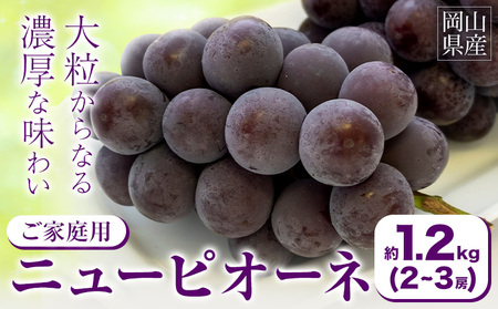 【2026年先行予約】ご家庭用 岡山県産 ニューピオーネ 約1.2kg 2-3房 晴れの国 おかやま館(つむぐ株式会社)《2026年8月下旬-10月上旬頃出荷》岡山県 浅口市 マスカット ぶどう 葡萄