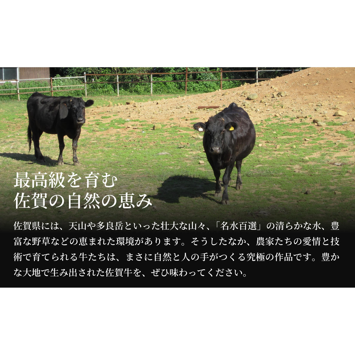 佐賀牛サーロインステーキ500g（250g×2枚）【やわらかでジューシー！】牛肉 黒毛和牛 極上の佐賀牛 厳選 500グラム 30000円 3万円 お肉 おにく ギフト プレゼント 贈り物 N30-1