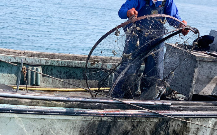 【2025年5月より順次発送】 甲イカ一夜干し 5枚 吉富町/吉富漁業協同組合 いか イカ 甲いか 干物 ひもの 魚介 加工品 おつまみ おかず レンチン 簡単調理 冷凍 [BGAW001] イカ