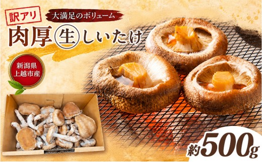 不揃い 訳あり 新潟県上越市産 肉厚 生しいたけ シイタケ 椎茸 約500g×1箱 秋山農場グリーンプロジェクト