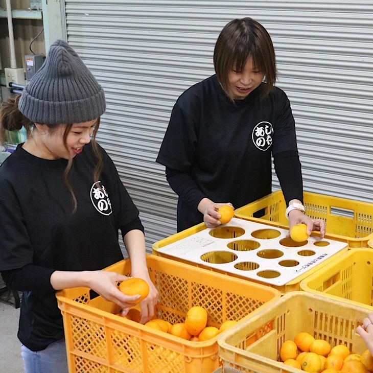 ZE6414_【先行予約】【秀品】有田みかん 和歌山県有田産 1kg (2S～Lサイズ混合) 【まごころ手選別】_イメージ4