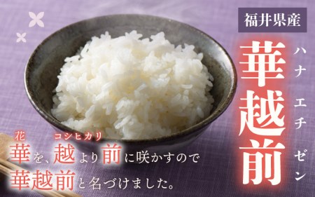 ハナエチゼン 10kg 令和5年 福井県産【白米】【お米 はなえちぜん 華越前 10キロ】 [e30-a059]