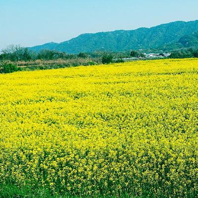 ふるさと納税 御船町 古式圧搾製法一番搾り　しらしめ油825g・純ごま油660g　2本セット |  | 01
