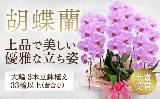 B101 【金賞受賞】 スタンダード＊姫葵（ヒメアオイ）大輪＊3本立