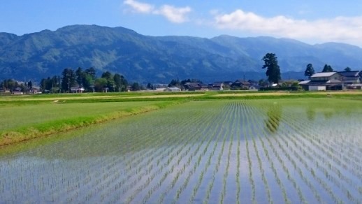 【令和6年産】富山県産こしひかり　育（はぐくみ）玄米　5キロ×２個セット《南砺の逸品》