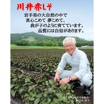 「川井ペリーラ」ドリンクセット(100ml 5本入り)【1622323】