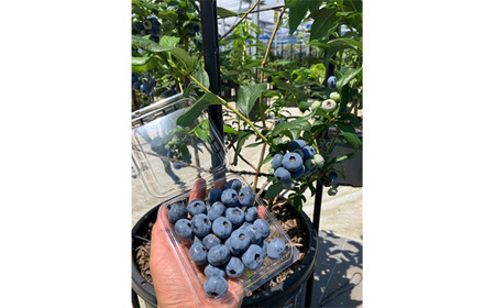 No.523 茨城県産　坂東市（生）完熟ブルーベリー500g（125g×4P）