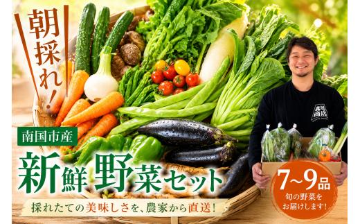 【先行予約】 朝採れ新鮮！ 野菜セット(7～9品) | 野菜セット 新鮮 野菜 人気 季節の野菜 数量限定 おすすめ キャベツ きゅうり 里芋 大根 トマト セット 詰め合わせ 森尾商店 高知県 南国市
