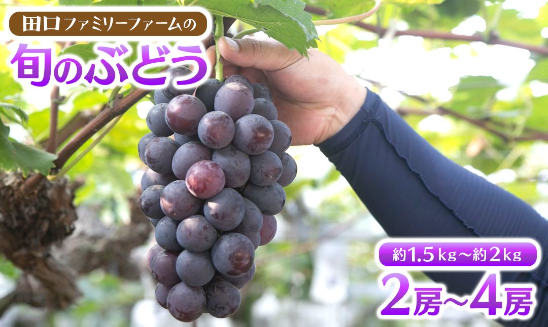 【田口ﾌｧﾐﾘｰﾌｧｰﾑ】旬のぶどう(2房~4房) N053-YZB073