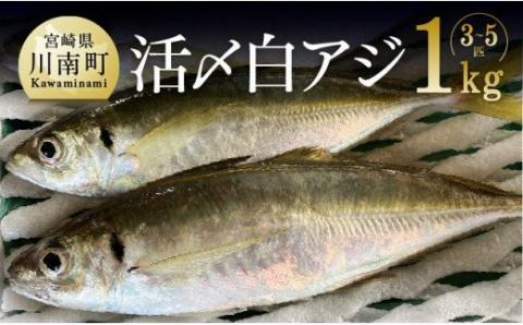 日向灘獲れ！活〆白アジ１kg 【 鮮魚 魚介 魚介類 新鮮 刺身 塩焼き 魚 海の幸 】