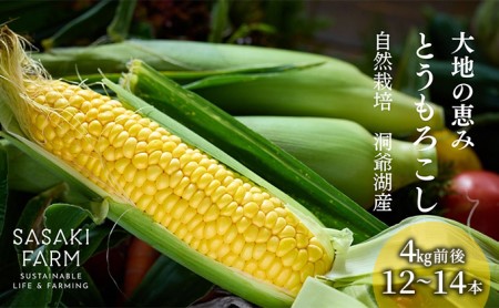 とうもろこし 北海道産 朝もぎ 佐々木ファーム とうもろこし【4kg前後 12〜14本】【先行予約】