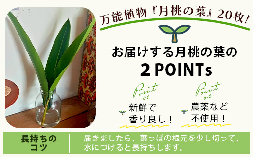 自然栽培の「月桃の葉20枚」セット（特別栽培、栽培期間中農薬不使用）【 沖縄県石垣市 月桃 葉 鑑賞 農薬不使用 化学肥料不使用 離島のいいもの 沖縄いいもの石垣島 】OI-15