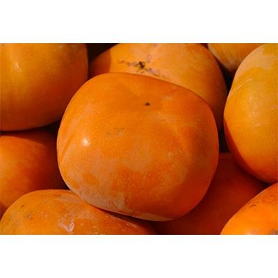 ふるさと納税 橋本市 【先行受付】柳フルーツ園のたねなし柿　5kg