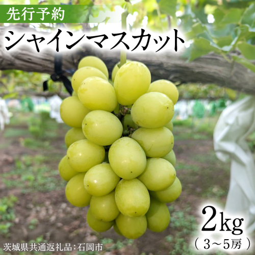 【2025年9月上旬発送開始】 シャインマスカット 2kg ( 3～5房 )( 茨城県共通返礼品 石岡市 ) 数量限定 フルーツ 果物 マスカット 旬 国産 産地直送 [FB005sa]
