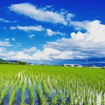 ふるさと納税 筑前町 令和7年産【つやつやの無洗米】特別栽培米【5kg×2袋】計10kg 農家直送でお届け致します!! |  | 01