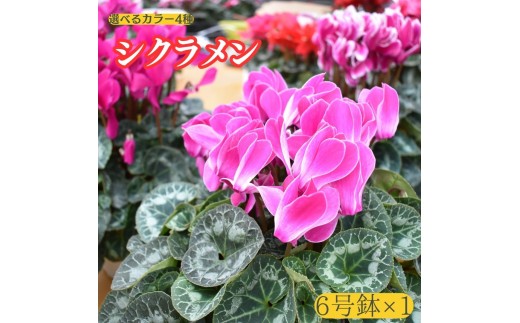 
                  選べるカラー4色【シクラメン】6号鉢×１（赤系・ピンク系・紫系・白系）
                