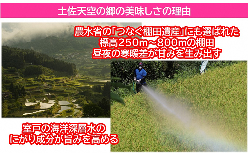 【新米予約】2010年・2016年 お米日本一コンテスト inしずおか 特別最高金賞受賞 土佐天空の郷 にこまる 10kg