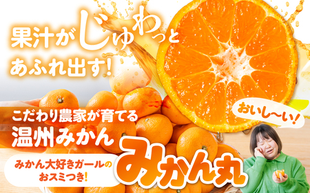 【3回お届け】極甘温州みかん『みかん丸』5kg 温州みかん