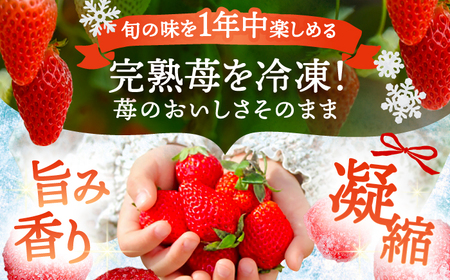 冷凍苺 2kg いちご 苺 イチゴ【配達不可：離島】 / くぼ苺農園[AECJ026]