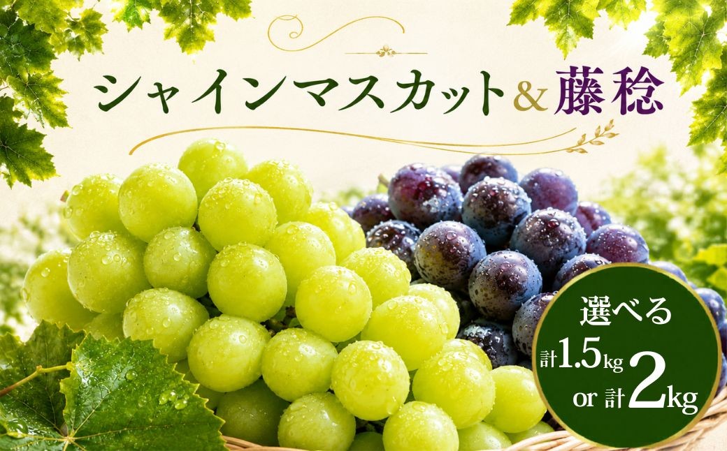 
                  ぶどう シャインマスカット 藤稔 食べ比べ セット 1.5kg 2kg 2026年 先行予約 数量限定 選べる | シャインマスカット ぶどう 葡萄 種なし グレープ 果物 フルーツ 甘い おいしい 大房 旬 農家直送 新規就農 限定 果樹 高級果物 お取り寄せ 新鮮 人気品種 デザート スイーツ 美味しい ギフト 人気 くまさん農園 埼玉県 久喜市
                