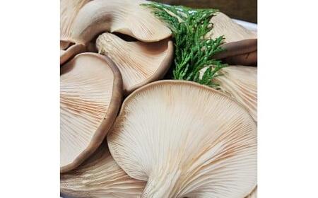 足太あわび茸（生）１kg