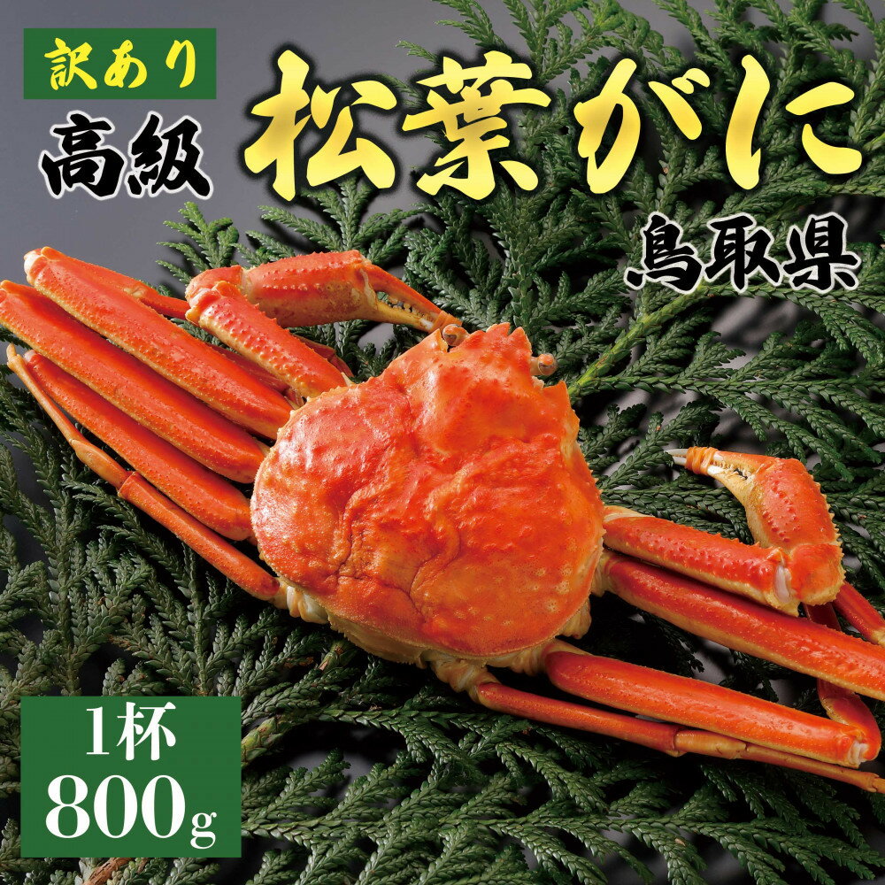 【ふるさと納税】【2026年11月発送】特撰 松葉がに（茹）【訳あり】800g超の大きいサイズ 食べ応えあり 特大1杯