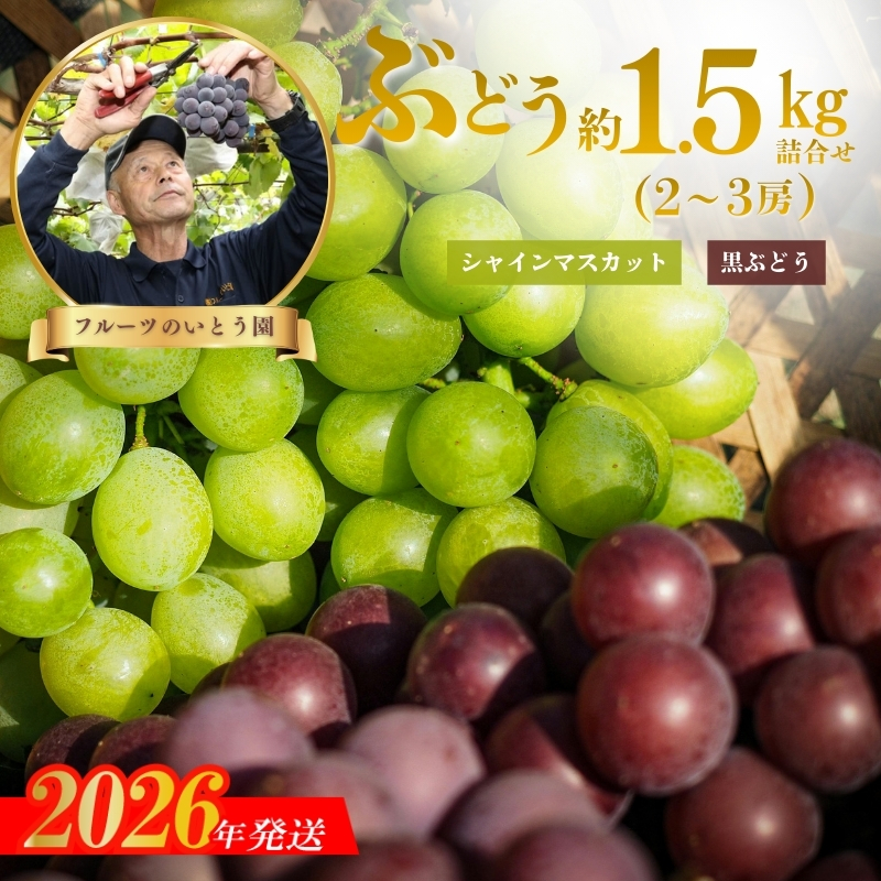 No.3309 ぶどうセット約1.5kg　シャインマスカット＆黒葡萄（巨峰.ﾋﾟｵ－ﾈ）