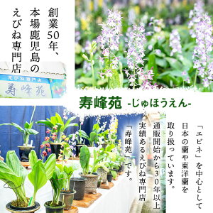 ＜数量限定＞寿峰苑特選えびね蘭(Cコース)店主のおすすめのえびね蘭の苗を4〜5本お届けいたします！【寿峰苑】【00-145-03】