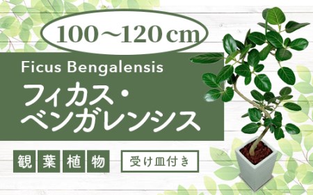 2026年3月中旬～発送 観葉植物 フィカス・ベンガレンシス曲がり100cm～120cm T&P 055-1465 観葉植物