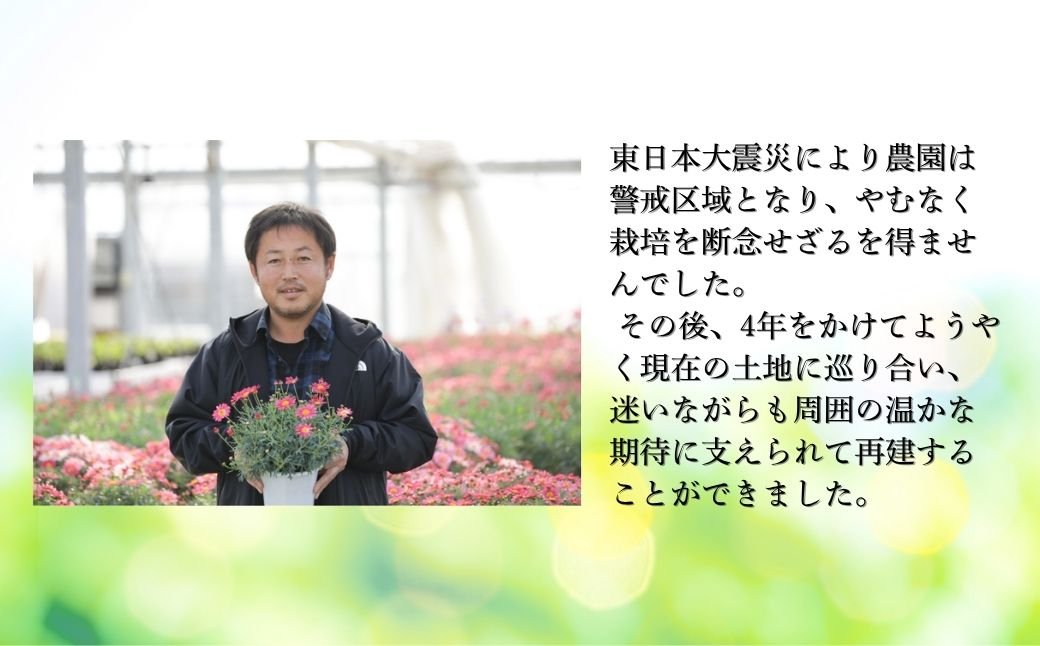 【先行予約】アジサイ マスカレード 5号 混色 | 根本園芸 aj001-ad 色：マスカレード(混色・緑から赤) アジサイ 5号×1鉢(プラ鉢入り)