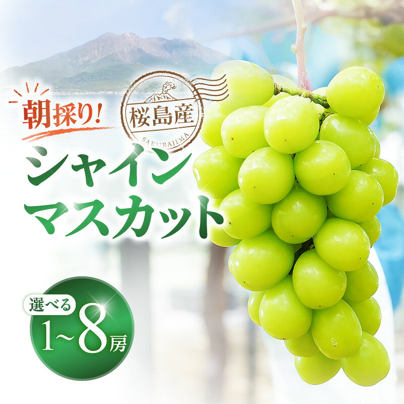 【ふるさと納税】【2026年 先行予約】＜選べる＞ 桜島産 シャインマスカット 数量限定 8月以降順次発送 1房 ～ 8房 500g ～ 4kg シャイン マスカット ぶどう 葡萄 果物 フルーツ 旬 糖度 皮ごと 種なし 種無し 農家 上山農園 鹿児島 おすすめ ランキング プレゼント ギフト