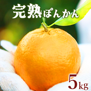 【先行予約】完熟ぽんかん＜5kg＞【株式会社フクチャンFARM】ぽんかん ポンカン 柑橘 ジューシー