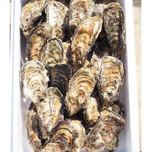 【先行受付】カキ殻付き2年貝約3kg【配送不可地域：離島・沖縄県・信越、北陸・東海・近畿・中国・四国・九州】【1467754】