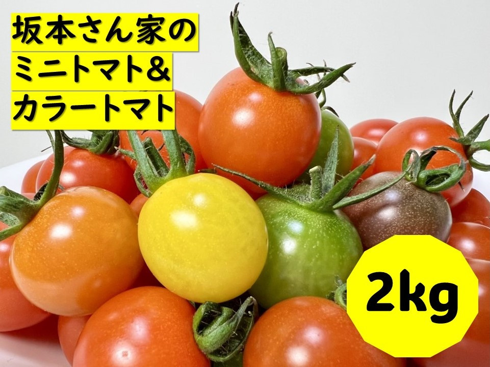 
ミニトマト 2kg カラートマト 200g×10袋 食べくらべ 農園直送 完熟 愛媛 人気 伊予市｜B81
