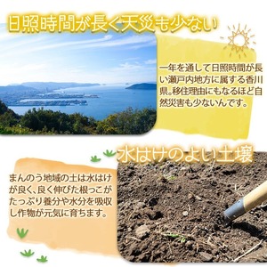 ＜2024年5月上旬以降順次発送予定＞香川県産 厳選大玉生にんにく(約5kg) にんにく ニンニク ガーリック 果物 フルーツ 産地直送 【man069】【Aglio nero】