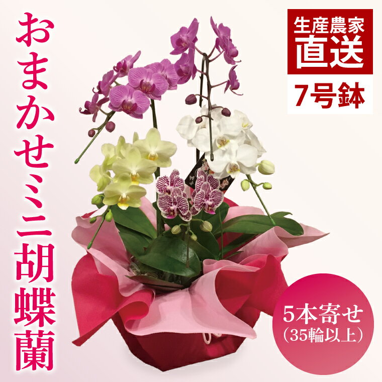 【ふるさと納税】胡蝶蘭 花 贈り物 お祝い ミニ胡蝶蘭 7号鉢 5本寄せ35輪以上 蘭 お花 単鉢 3本寄せ ラッピング flower プレゼント ギフト 誕生日 お誕生日 花農家 応援 園芸 ラン 父の日 母の日 敬老の日 コチョウラン 洋蘭 洋ラン 鉢花 観賞用おまかせ 茨城県 鹿嶋市