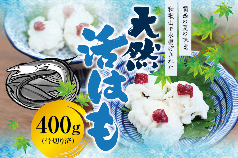 
【母の日・父の日までにお届け！】国産 骨切り済み 天然活はも 400g 【2024年5月発送・6月発送】 / 鱧 ハモ 湯引き 和歌山県産 天ぷら しゃぶしゃぶ 鍋
