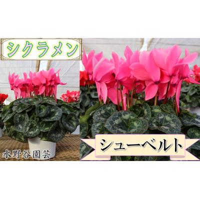 ふるさと納税 中島村 【先行予約】シクラメン6号鉢(シューベルト)　水野谷園芸